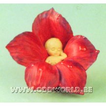 Dew Drop Babies Clematis Bloemen Elfje