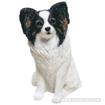 Papillon hond middelgroot beeld